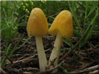 Gold-Mistpilz - Bolbitius titubans