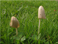Milchweißes Samthäubchen - Conocybe albipes