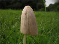 Milchweies Samthubchen - Conocybe albipes