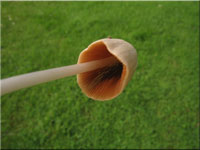Milchweies Samthubchen - Conocybe albipes