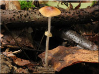 Kleinsporiger Glockenschppling - Conocybe arrhenii