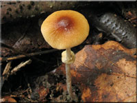 Kleinsporiger Glockenschüppling - Conocybe arrhenii