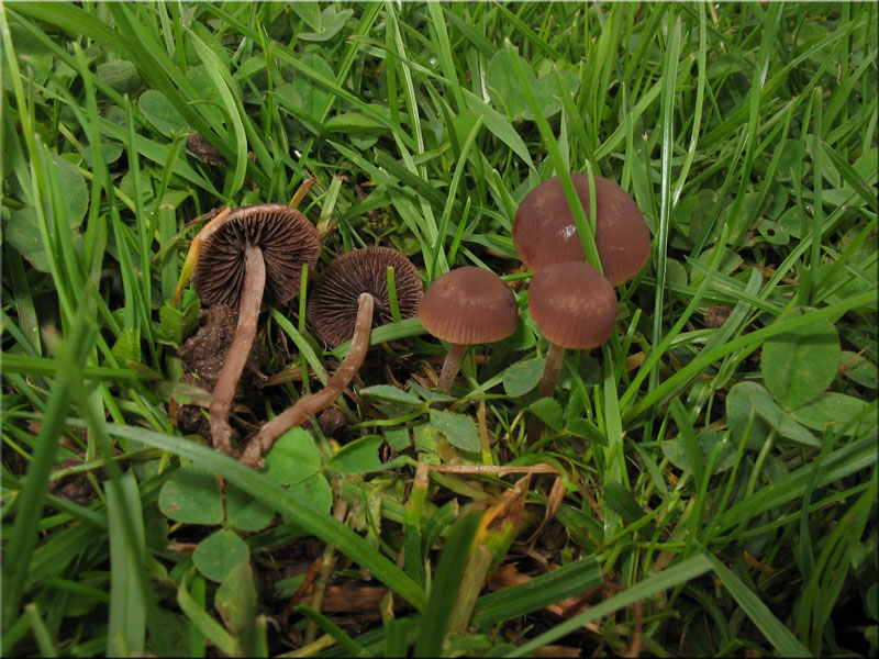 Heudngerling - Panaeolus foenisecii