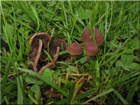 Heu-Dngerling - Panaeolus foenisecii