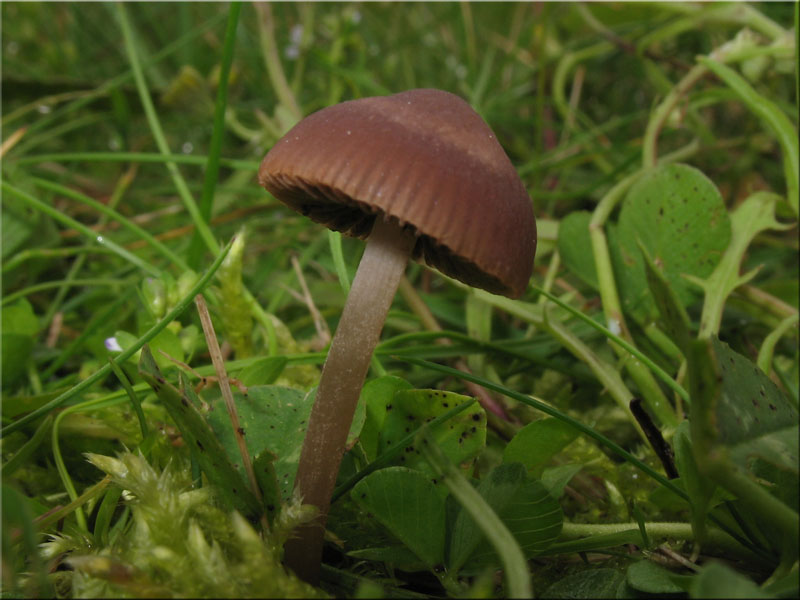 Heudngerling - Panaeolus foenisecii