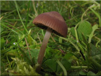Heudngerling - Panaeolus foenisecii