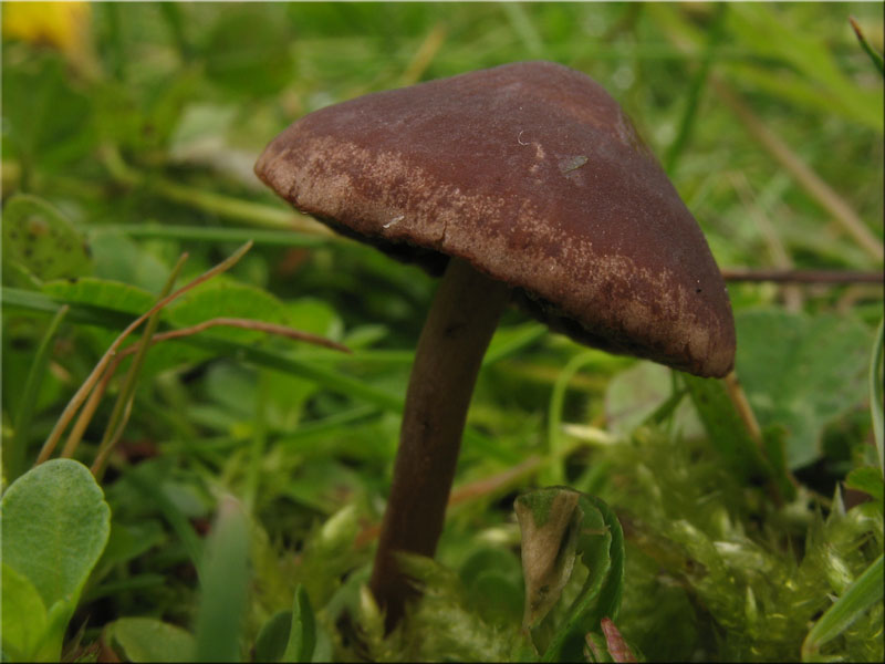 Heud�ngerling - Panaeolus foenisecii