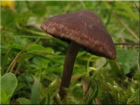 Heudngerling - Panaeolus foenisecii