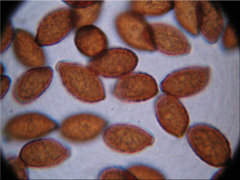 Heud�ngerling - Panaeolus foenisecii