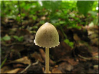 Behangener Düngerling - Panaeolus papilionaceus 