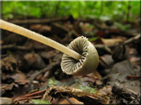 Behangener Düngerling - Panaeolus papilionaceus 