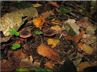 Purpurschwarzer Wasserkopf - Cortinarius anthracinus