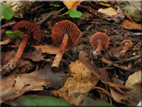 Purpurschwarzer Wasserkopf - Cortinarius anthracinus