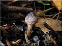 Purpurschwarzer Wasserkopf - Cortinarius anthracinus