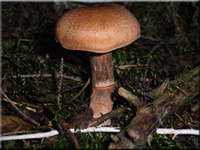 Geschmckter Grtelfu - Cortinarius armillatus