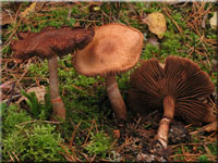 Geschmckter Grtelfu - Cortinarius armillatus