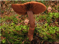 Geschmckter Grtelfu - Cortinarius armillatus