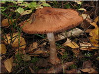 Geschmckter Grtelfu - Cortinarius armillatus