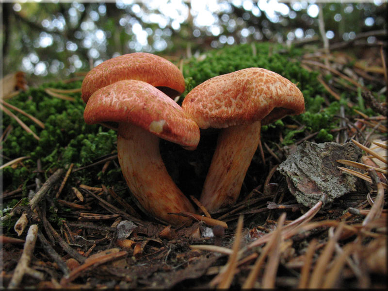 Cortinarius bolaris
