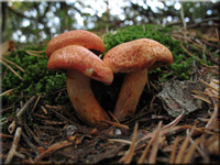 Cortinarius bolaris