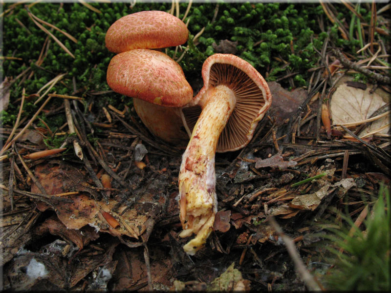 Cortinarius bolaris