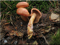 Cortinarius bolaris