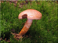 Cortinarius bolaris