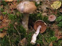 Cortinarius camphoratus