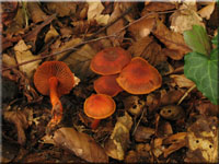 Zinnoberroter Buchen-Gürtelfuß - Cortinarius cinnabarinus