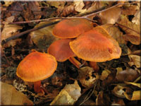 Zinnoberroter Buchen-Grtelfu - Cortinarius cinnabarinus