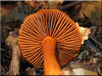 Zinnoberroter Buchen-Grtelfu - Cortinarius cinnabarinus