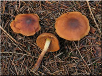 Orangeblttriger Zimt-Hautkopf - Cortinarius cinnamomeus