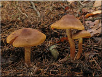 Orangeblttriger Zimt-Hautkopf - Cortinarius cinnamomeus