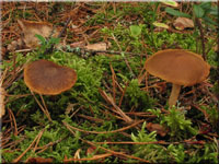 Orangeblttriger Zimt-Hautkopf - Cortinarius cinnamomeus