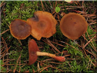 Orangeblttriger Zimt-Hautkopf - Cortinarius cinnamomeus