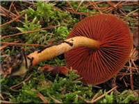 Orangeblttriger Zimt-Hautkopf - Cortinarius cinnamomeus