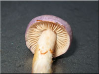 Safranblauer Schleimfu - Cortinarius croceocaeruleus