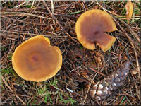 Safranblättriger Hautkopf - Cortinarius croceus