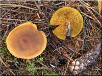 Safranblttriger Hautkopf - Cortinarius croceus