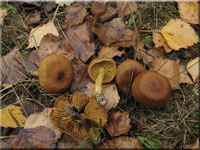 Safranblttriger Hautkopf - Cortinarius croceus