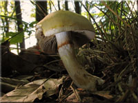 Violettblttriger Schleimfu - Cortinarius delibutus