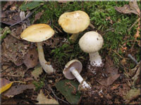 Violettblättriger Schleimfuß - Cortinarius delibutus