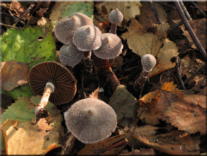 Duftender Grtelfu - Cortinarius flexipes