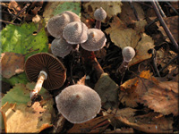 Duftender Grtelfu - Cortinarius flexipes