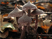 Cortinarius flexipes 