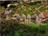 Duftender Grtelfu - Cortinarius flexipes