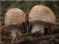 Trügerischer Schleimkopf - Cortinarius fraudulosus