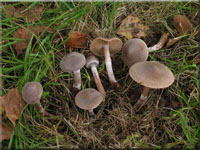 Weiflockiger Grtelfu - Cortinarius hemitrichus