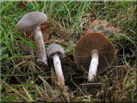 Weißflockiger Gürtelfuß - Cortinarius hemitrichus