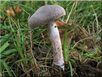 Weiflockiger Grtelfu - Cortinarius hemitrichus